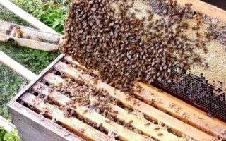 蜜蜂大肚病用什么药，选择病毒灵和多酶片等效果好