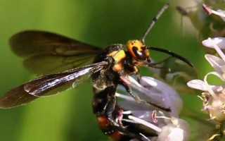 黄腰虎头蜂适合养殖吗，因腹部第1-2节背板呈黄橙色而得名