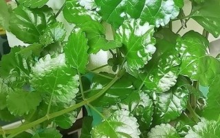 怎么养金钱薄荷，水养一定要保持水质清洁