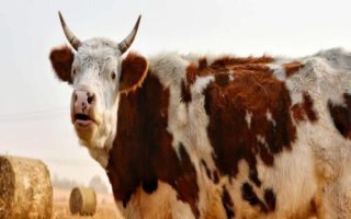 最值钱的牛品种介绍，特点各不相同