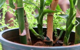 富贵竹属于喜阴还是喜阳植物,适合生长在有散光的半阴处