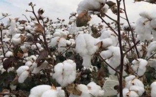 哪些作物在10月份收获，包括红薯、玉米、大豆、花生等品种