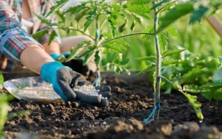 西红柿何时浇水，蹲苗结果后开始提供水分