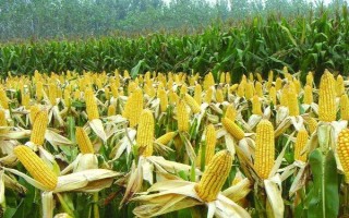 辽绿158玉米种子简介，放赤眼蜂防治玉米螟虫