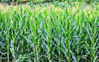 保玉18号玉米品种的特性,平均生育期124.5天