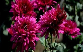 九月菊如何养殖，在生长期间需要充足的光照