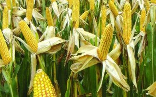 仲甜8号玉米种子介绍，注意防治丝黑穗病和瘤黑粉病