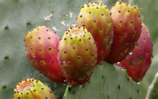 仙人掌怎么浇水,春秋季节每隔半个月浇一次