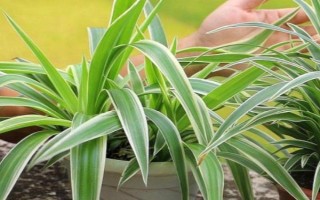 吊兰怎样养得又绿又壮，养护期间需定期修剪