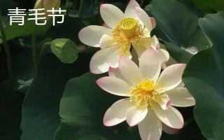 盛开的荷花与什么相似，看起来就像一个彩灯