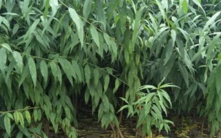 晚熟桃树苗品种推荐，以下几种具有发展潜力