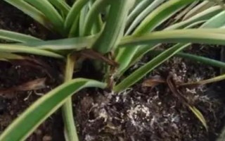 吊兰烂根的土还能不能用，能用但需要先消毒