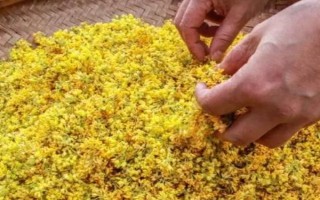 哪些桂花品种不可食用，不带毒性均可食用