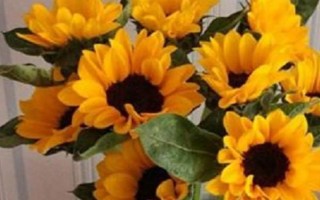 向日葵的换水间隔,每隔3-5天换一次