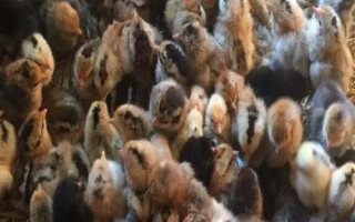 小鸡养多长时间可以出栏，通常与品种有关