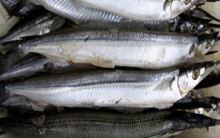 带鱼的产地，在我国沿海地区均有分布