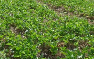 半夏是什么植物，是多年生草本植物