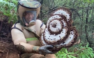 虎头蜂防蜂服的价格，一套需要180-240元左右