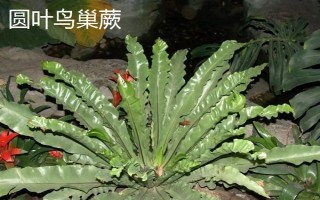 鸟巢蕨有哪些主要品种，有湾鸟巢蕨、羽叶鸟巢蕨等