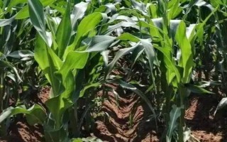 金粒188玉米种子特点，适宜密度为每亩5000株左右