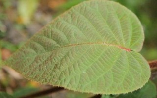 猕猴桃的叶子长什么样，叶子为单叶