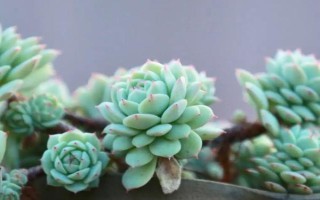 多肉长黑斑如何补救，将较为严重的叶片修剪掉