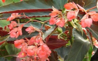 秋海棠几月份开花,花期一般在7月份