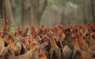 鸡能活多少年，通常鸡能活13年左右