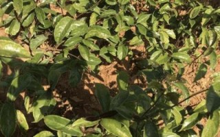 巴戟天的繁殖方法，根据情况选择种子、扦插或块根繁殖