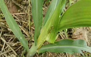 玉米茎腐病的症状，叶片会呈现青枯状