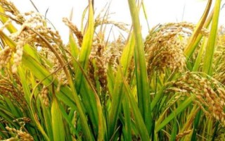 郢两优鄂丰丝苗水稻种子简介,5月中旬至6月上旬播种