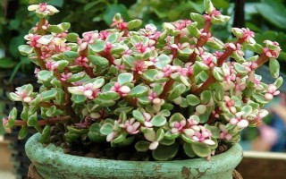 摆放金枝玉叶的禁忌，不能放在水气或阴气过重、容易受到暴晒的环境中