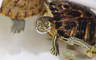 巴西龟要多久才成年，室内饲养需要3-4年