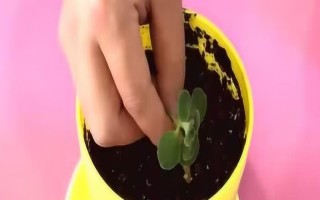 碰碰香插一片叶子能不能活，插一片叶子也可以活