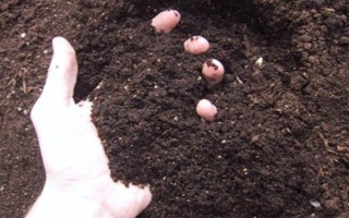 怎样在家里养荷花，春夏期间每天浇水一次