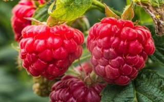 覆盆子的形态特征，果实是一种聚合果