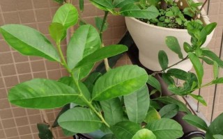 盆栽柠檬什么时候修剪，主要为冬春修剪以及夏季修剪