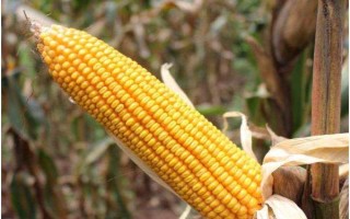 J8525玉米种子特点，播种浇水