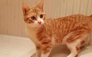 猫杯状病毒感染的症状，轻型的症状为发热、打喷嚏等