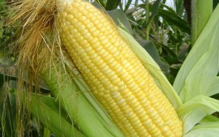 冠玉216玉米种子特征特性,一般6月上中旬播种