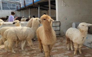 羊驼怎么养，一定要注意养殖密度