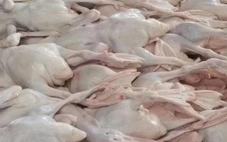 为什么白条鸭那么便宜，因为其是速成鸭