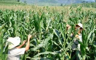 玉米的生长历程，从播种期到成熟期需经历4个阶段