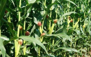 洛玉114玉米品种简介，每亩适合种植的密度为4000株左右