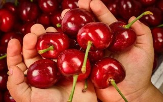 车厘子的品种介绍，常见的有金车车厘子、红灯、美早等