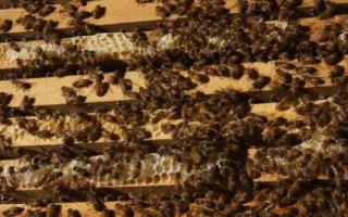 蜂后如何产下不同的后代，工蜂会起到调控作用