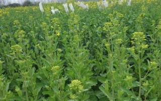 油菜高产技术，移栽前1天要浇透苗床水