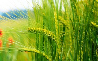 中信麦9号小麦种子介绍,10月10-15日播种