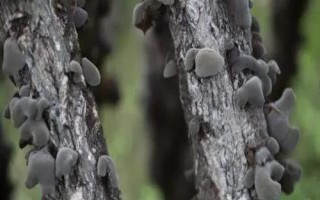 辽宁省抚顺县的特产,单片黑木耳为当地特色农产品