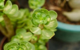 金钱木叶片发黄怎么处理,夏季可转移至半阴环境中养护